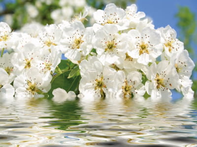 Fototapeta Kwitnienie w wodzie