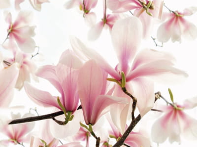 Fototapeta Płatki magnolii