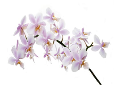 Fototapeta Delikatna orchidea