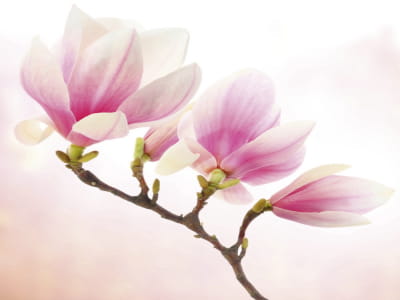 Fototapeta Piękne kwiaty magnolii