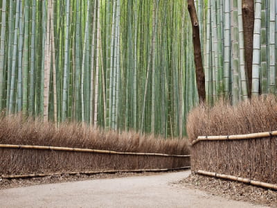 Fototapeta Ścieżka w bambusowym gaju