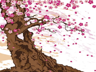 Fototapeta Rysunek drzewa sakura