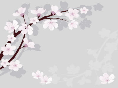 Fototapeta Sakura na szarym tle