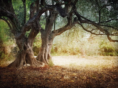 Fototapeta Drzewo oliwne