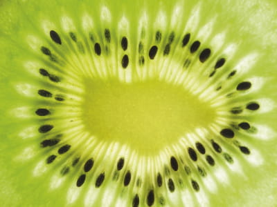 Fototapeta Kiwi