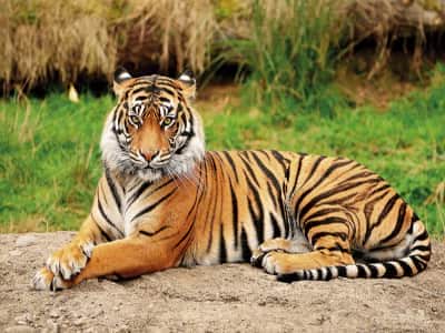 Fototapeta Tygrys w paski