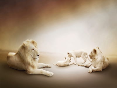Fototapeta Białe lwy