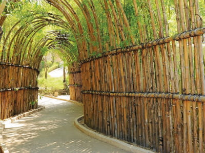 Fototapeta Bambusowy łuk