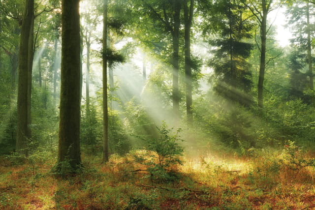 Układ zamówienia #1