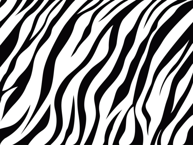 Fototapeta Zebra dywanowa