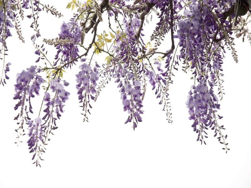 Fototapeta Delikatna wisteria