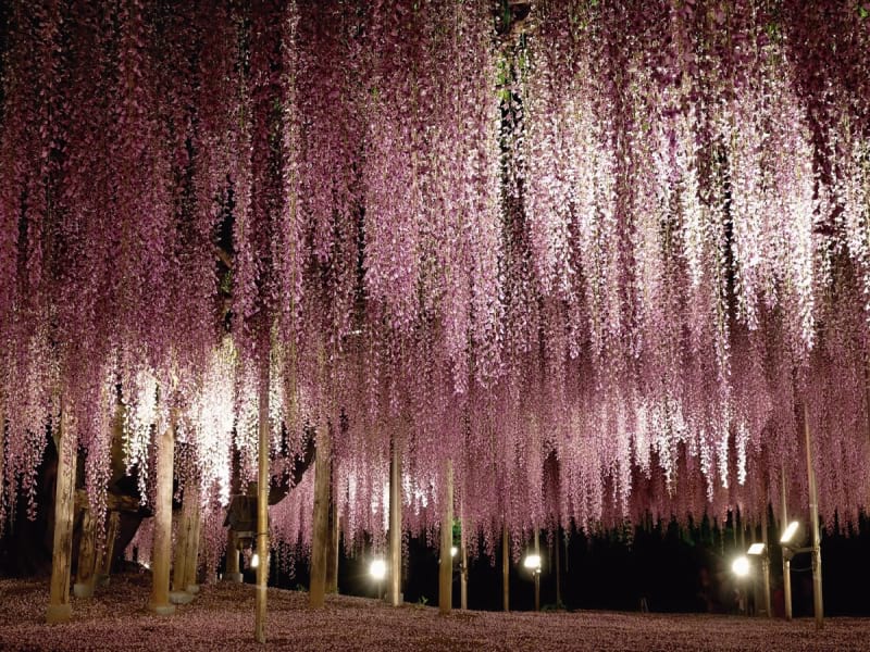 Fototapeta Pięknie kwitnąca wisteria