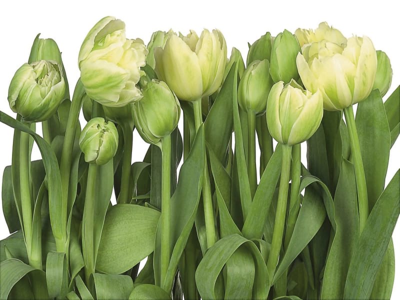 Fototapeta Wiosenne tulipany