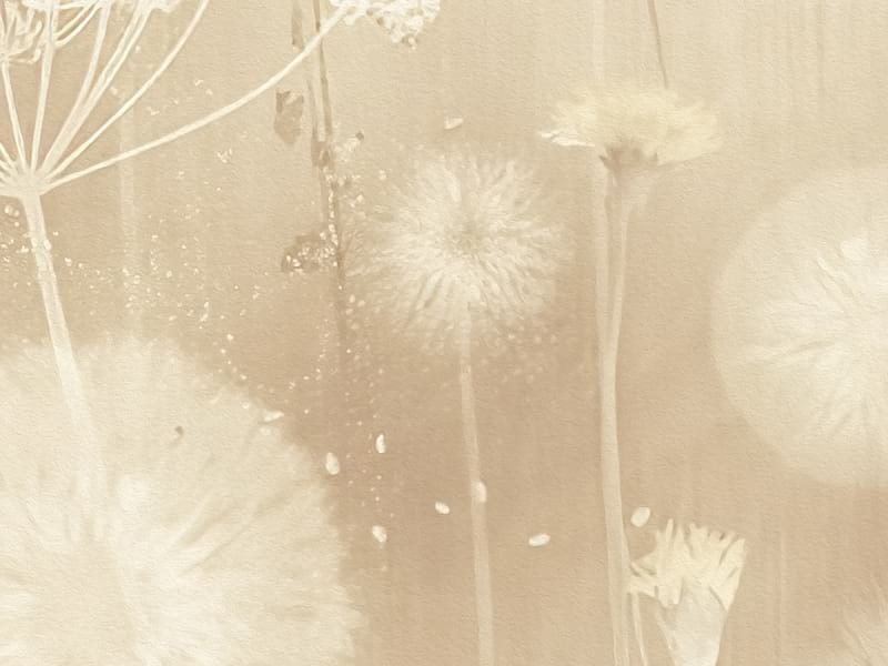 Fototapeta Pole dandelions we mgle fragment # 1