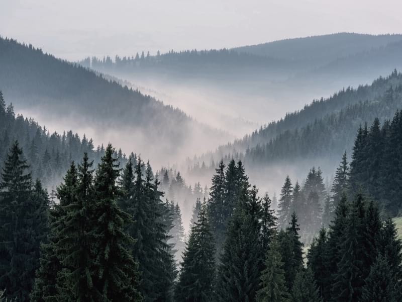 Fototapeta Mgła w pagórkowatym lesie