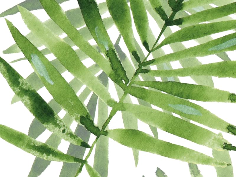 Fototapeta Jasnozielone liście palmowe fragment # 1