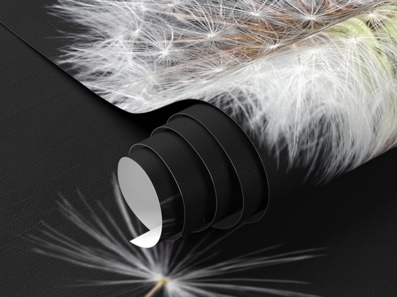 Fototapeta Para białych dandelions fragment #1