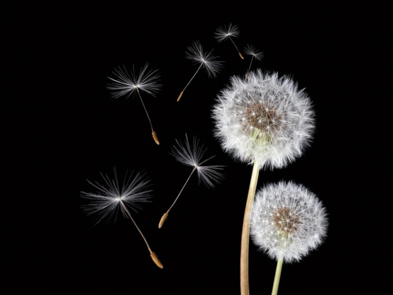 Fototapeta Para białych dandelions