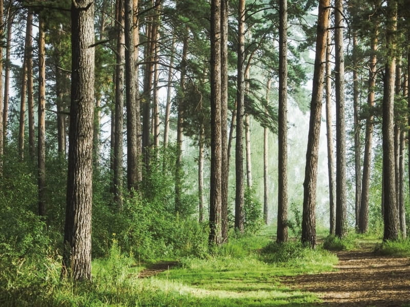 Fototapeta Gąszcz