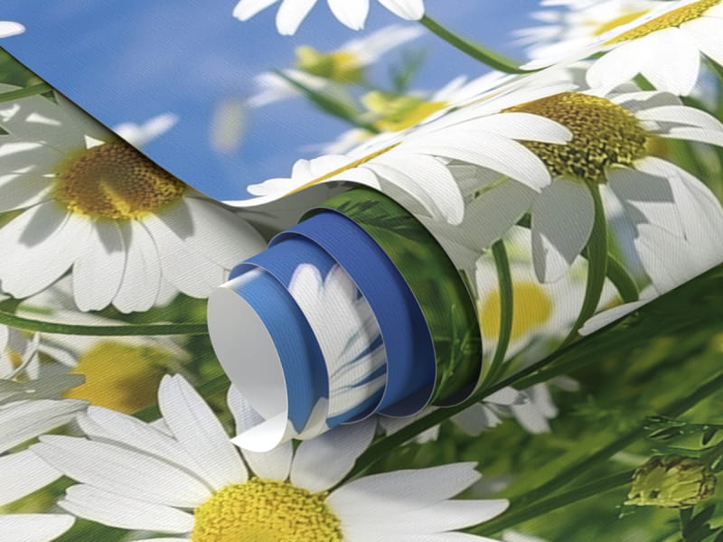 Fototapeta Lekkie stokrotki fragment #1