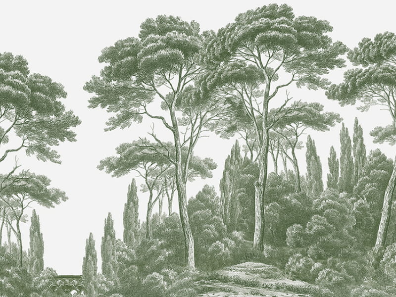 Fototapeta Zielone cyprysy