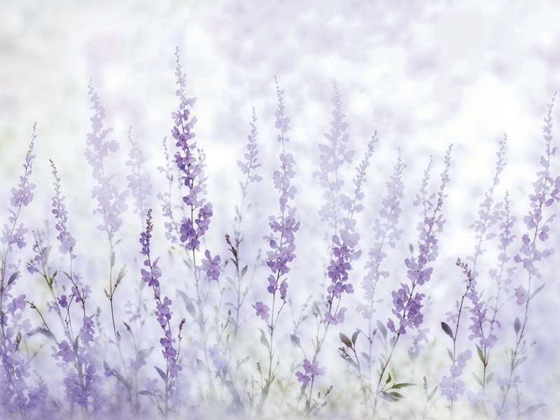 Fototapeta Piękne lawendowe kwiaty