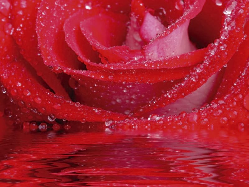 Fototapeta Czerwona róża w wodzie