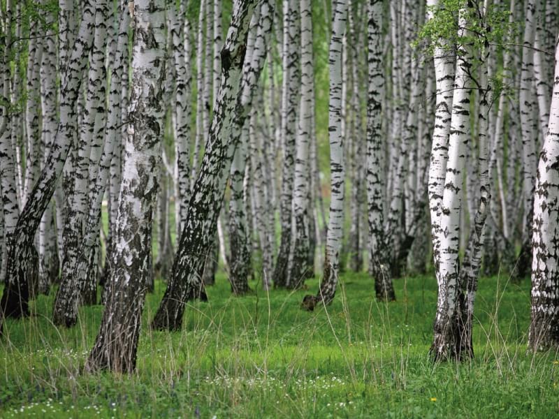 Fototapeta Gęsty las brzozowy