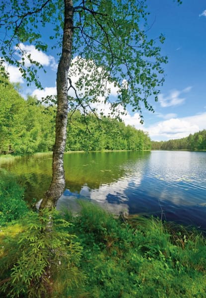 Fototapeta Spokojne leśne jezioro