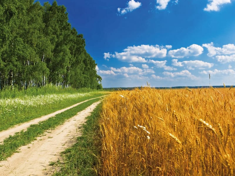 Fototapeta Droga w pobliżu pola pszenicy