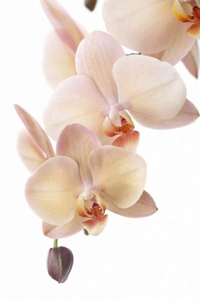 Fototapeta Kremowa orchidea