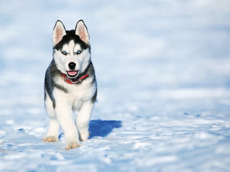 Fototapeta Husky szczeniak