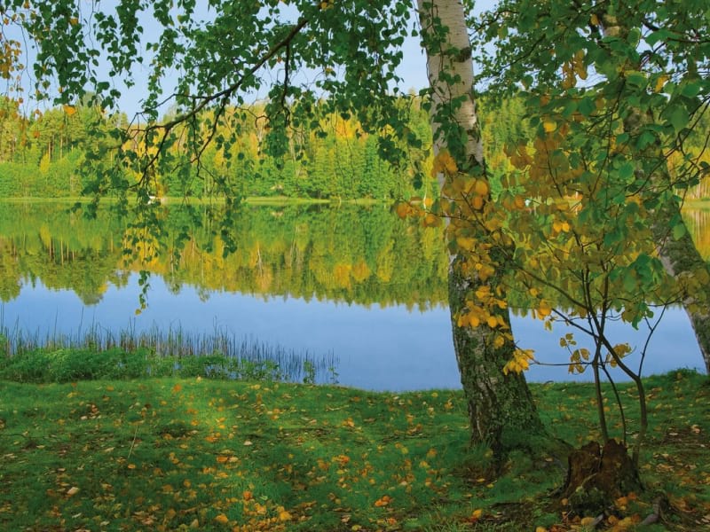 Fototapeta Jezioro Leśne