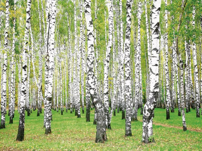 Fototapeta Młode brzozy