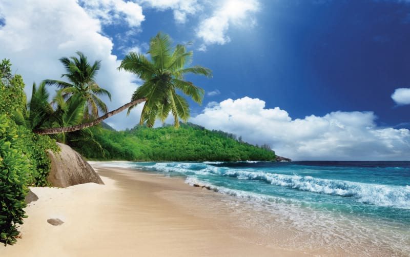 Fototapeta Palmy na słonecznej plaży