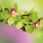 Miniatura fototapety Zielona orchidea