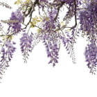 Miniatura fototapety Delikatna wisteria