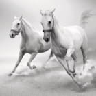Miniatura fototapety Czarno-białe konie