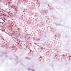 Miniatura fototapety Różowa sakura