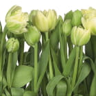 Miniatura fototapety Wiosenne tulipany