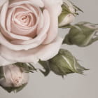 Miniatura fototapety Delikatna róża