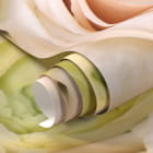 Miniatura fototapety Kremowe róże fragment #1