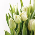 Miniatura fototapety Kwiaty tulipany