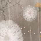 Miniatura fototapety Pole białych dandelions fragment # 1