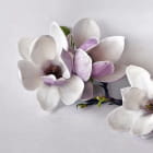 Miniatura fototapety Magnolia 3D