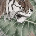 Miniatura fototapety Tygrys w dżungli fragment # 1