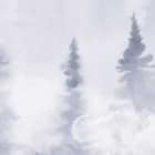 Miniatura fototapety Mgła w sosnowym lesie fragment #2