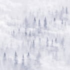 Miniatura fototapety Mgła w sosnowym lesie