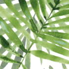 Miniatura fototapety Jasnozielone liście palmowe fragment # 1
