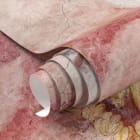 Miniatura fototapety Piękny tulipan fragment #1